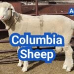 Columbia Sheep: History, Origin, Characteristics, Breeding And Uses