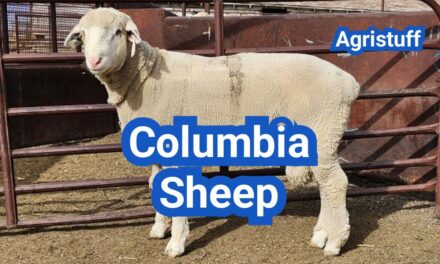 Columbia Sheep: History, Origin, Characteristics, Breeding And Uses