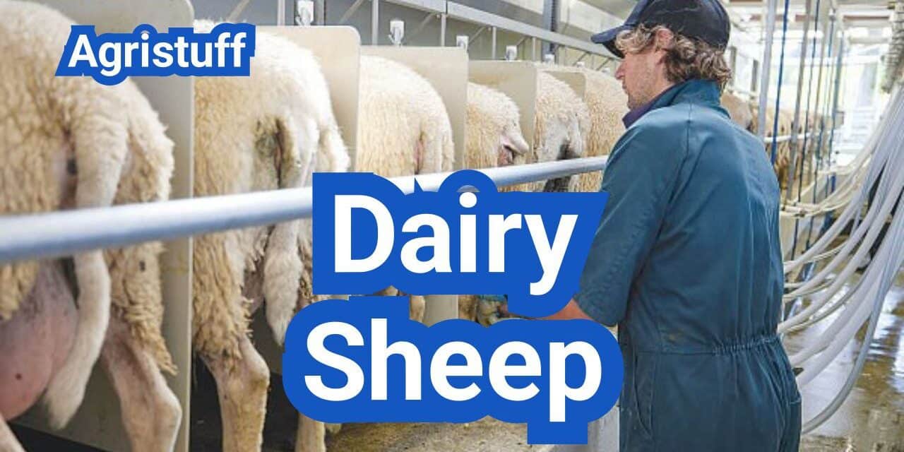 Dairy Sheep in the U.S.: Breeds, Milking Systems, and Cheese Potential