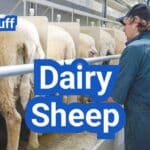 Dairy Sheep in the U.S.: Breeds, Milking Systems, and Cheese Potential