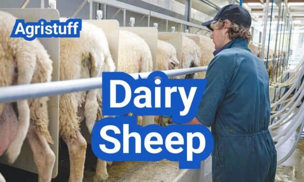 Dairy Sheep in the U.S.: Breeds, Milking Systems, and Cheese Potential