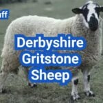 Derbyshire Gritstone Sheep: History, Origin, Characteristics, Breeding And Uses