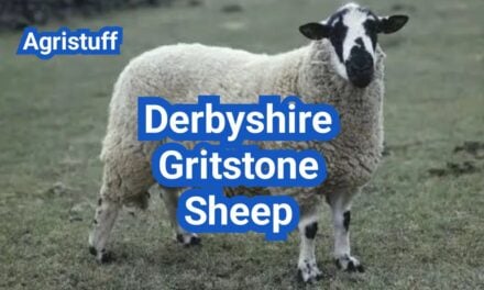 Derbyshire Gritstone Sheep: History, Origin, Characteristics, Breeding And Uses