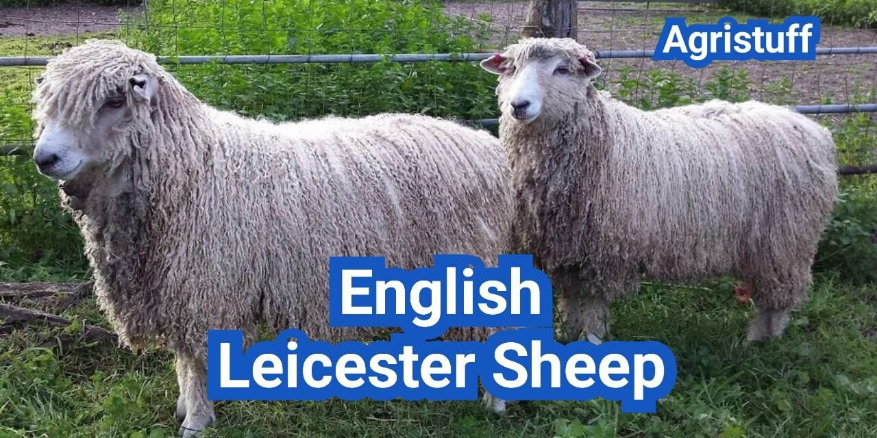 English Leicester Sheep: History, Origin, Characteristics, Breeding And Uses