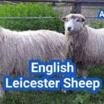 English Leicester Sheep: History, Origin, Characteristics, Breeding And Uses