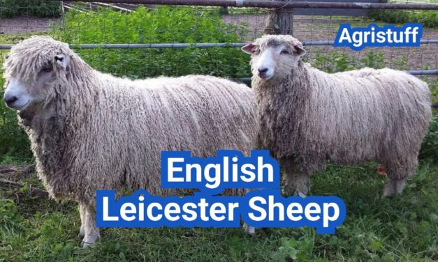 English Leicester Sheep: History, Origin, Characteristics, Breeding And Uses