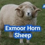 Exmoor Horn Sheep: History, Origin, Characteristics, Breeding And Uses