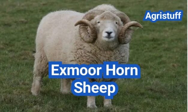 Exmoor Horn Sheep: History, Origin, Characteristics, Breeding And Uses