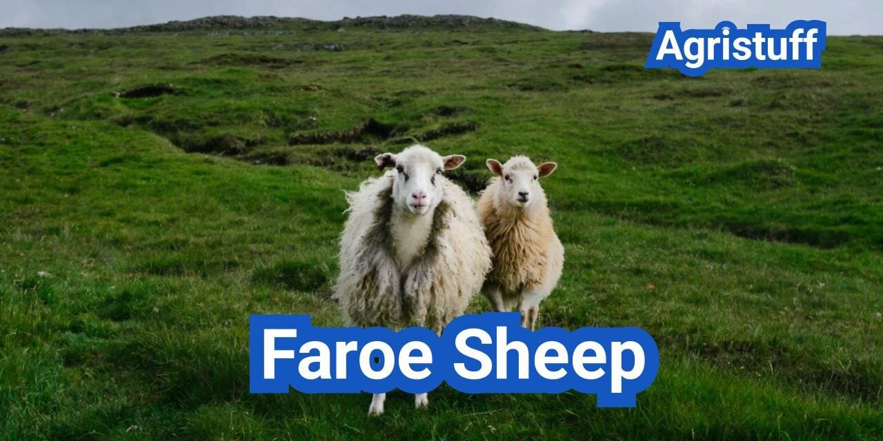 Faroe Sheep: History, Origin, Characteristics, Breeding And Uses