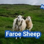 Faroe Sheep: History, Origin, Characteristics, Breeding And Uses