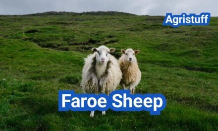 Faroe Sheep: History, Origin, Characteristics, Breeding And Uses