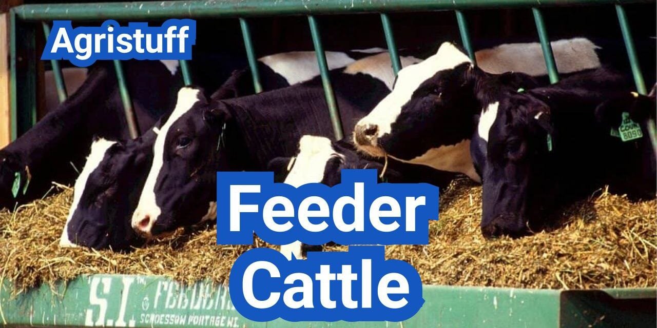 Feeder Cattle 101: Weights, Grades, and How Pricing Works