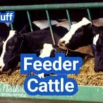 Feeder Cattle 101: Weights, Grades, and How Pricing Works