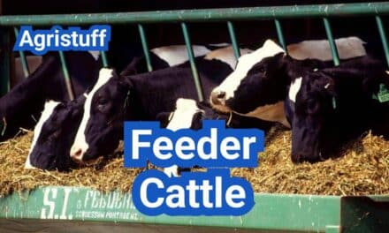 Feeder Cattle 101: Weights, Grades, and How Pricing Works
