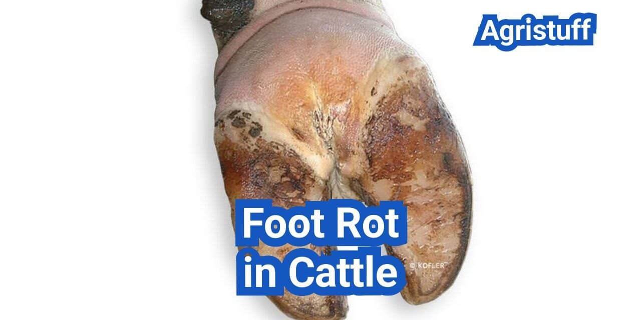 Foot Rot in Cattle: Symptoms, Treatment Protocols, and Prevention