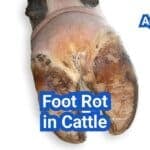 Foot Rot in Cattle: Symptoms, Treatment Protocols, and Prevention