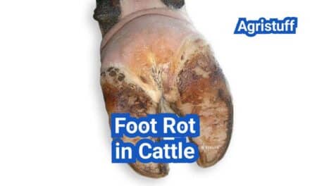 Foot Rot in Cattle: Symptoms, Treatment Protocols, and Prevention
