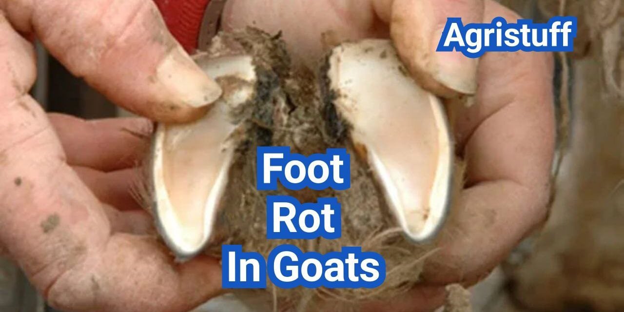 Foot Rot In Goats: Symptoms, Treatment, And Pasture Management