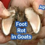 Foot Rot In Goats: Symptoms, Treatment, And Pasture Management