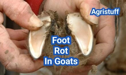 Foot Rot In Goats: Symptoms, Treatment, And Pasture Management