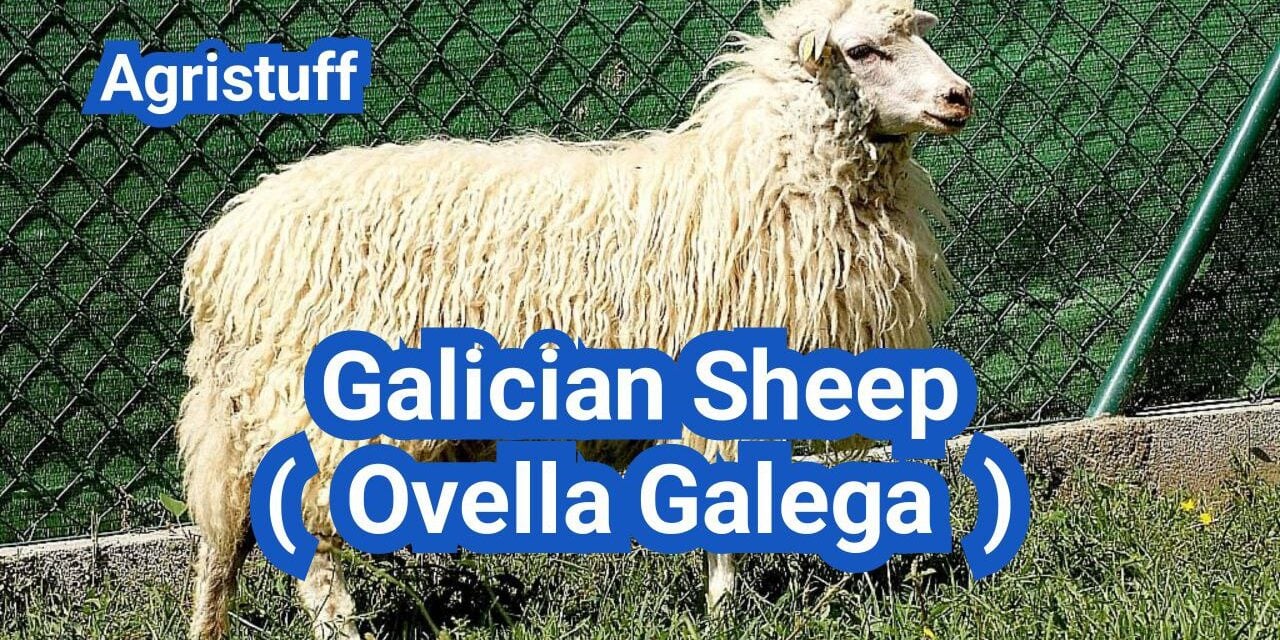 Galician Sheep ( Ovella Galega ): Everything You Need to Know