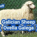 Galician Sheep ( Ovella Galega ): Everything You Need to Know