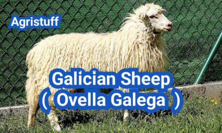 Galician Sheep ( Ovella Galega ): Everything You Need to Know