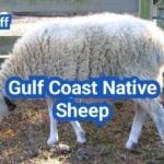 Gulf Coast Native Sheep: History, Origin, Characteristics, Breeding And Uses