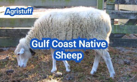 Gulf Coast Native Sheep: History, Origin, Characteristics, Breeding And Uses