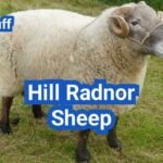 Hill Radnor Sheep: History, Origin, Characteristics, Breeding And Uses