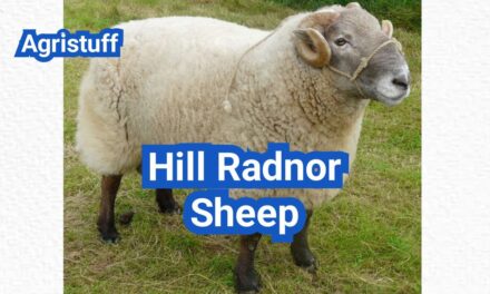 Hill Radnor Sheep: History, Origin, Characteristics, Breeding And Uses