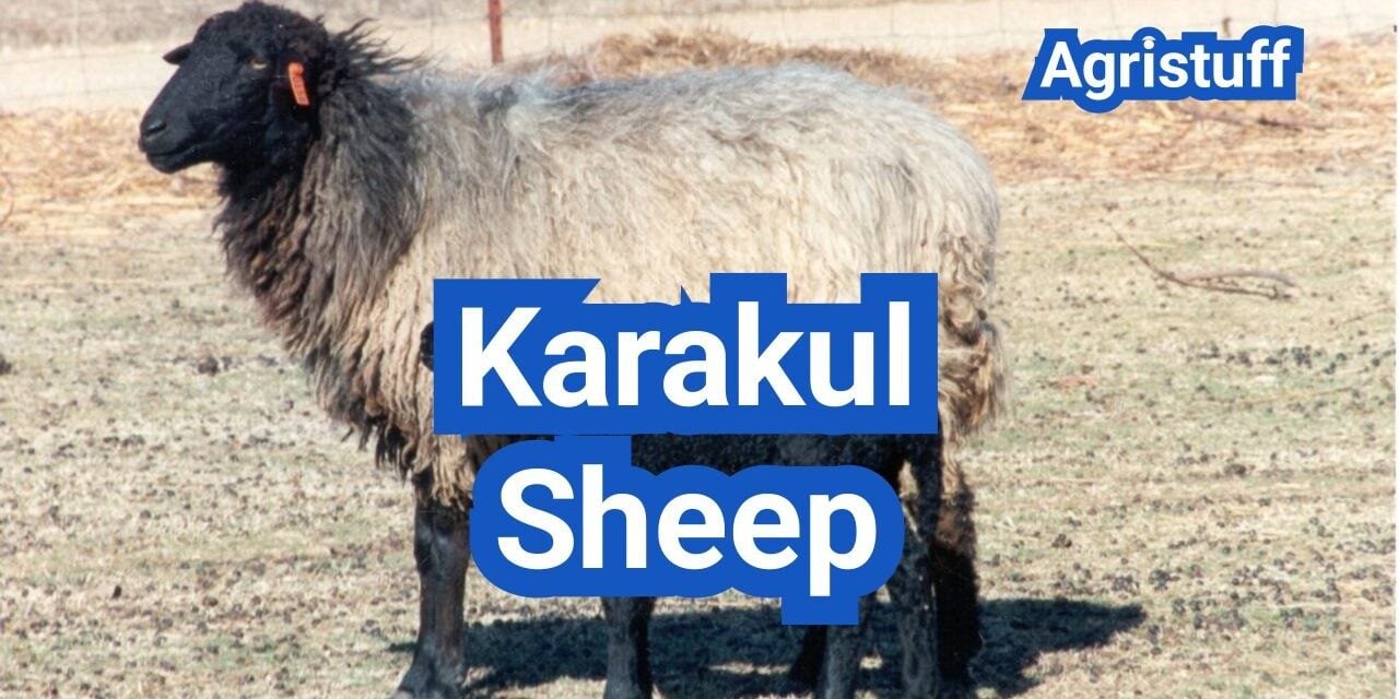 Karakul Sheep: History, Origin, Characteristics, Breeding And Uses