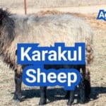 Karakul Sheep: History, Origin, Characteristics, Breeding And Uses