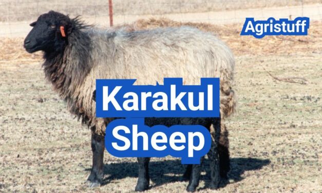 Karakul Sheep: History, Origin, Characteristics, Breeding And Uses