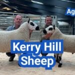 Kerry Hill Sheep: History, Origin, Characteristics, Breeding And Uses