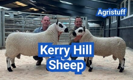 Kerry Hill Sheep: History, Origin, Characteristics, Breeding And Uses