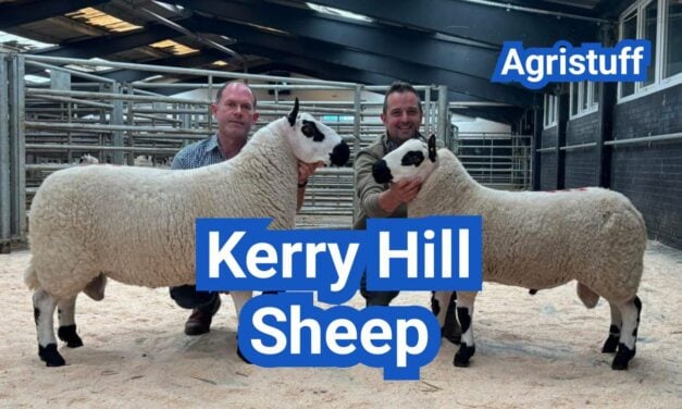 Kerry Hill Sheep: History, Origin, Characteristics, Breeding And Uses