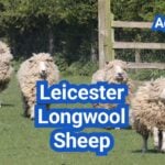 Leicester Longwool Sheep: History, Origin, Characteristics, Breeding And Uses
