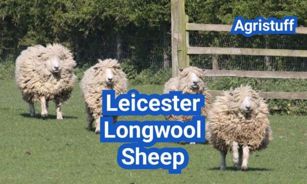 Leicester Longwool Sheep: History, Origin, Characteristics, Breeding And Uses