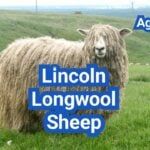 Lincoln Longwool Sheep: History, Origin, Characteristics, Breeding And Uses