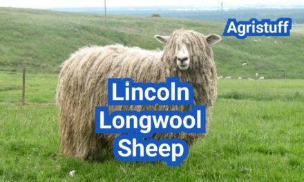 Lincoln Longwool Sheep: History, Origin, Characteristics, Breeding And Uses