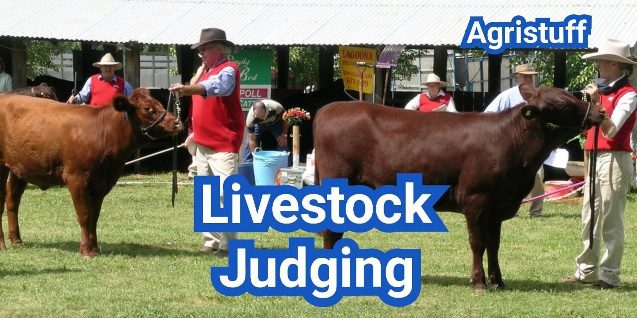 Livestock Judging in the U.S.: Scoring, Reasons, and 4-H/FFA Tips