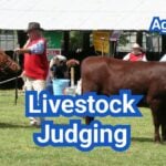 Livestock Judging in the U.S.: Scoring, Reasons, and 4-H/FFA Tips