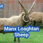 Manx Loaghtan Sheep: History, Origin, Characteristics, Breeding And Uses