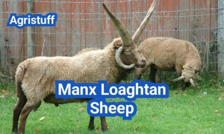 Manx Loaghtan Sheep: History, Origin, Characteristics, Breeding And Uses