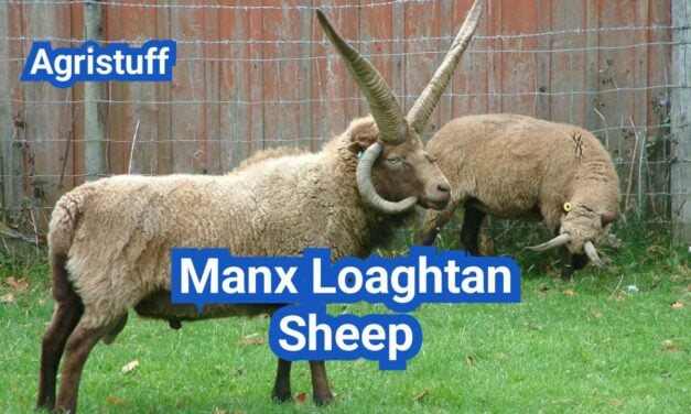 Manx Loaghtan Sheep: History, Origin, Characteristics, Breeding And Uses