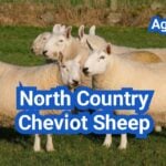 North Country Cheviot Sheep: History, Origin, Characteristics, Breeding And Uses