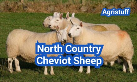 North Country Cheviot Sheep: History, Origin, Characteristics, Breeding And Uses