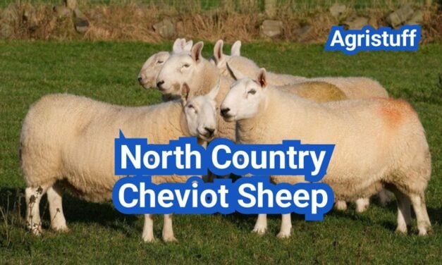 North Country Cheviot Sheep: History, Origin, Characteristics, Breeding And Uses