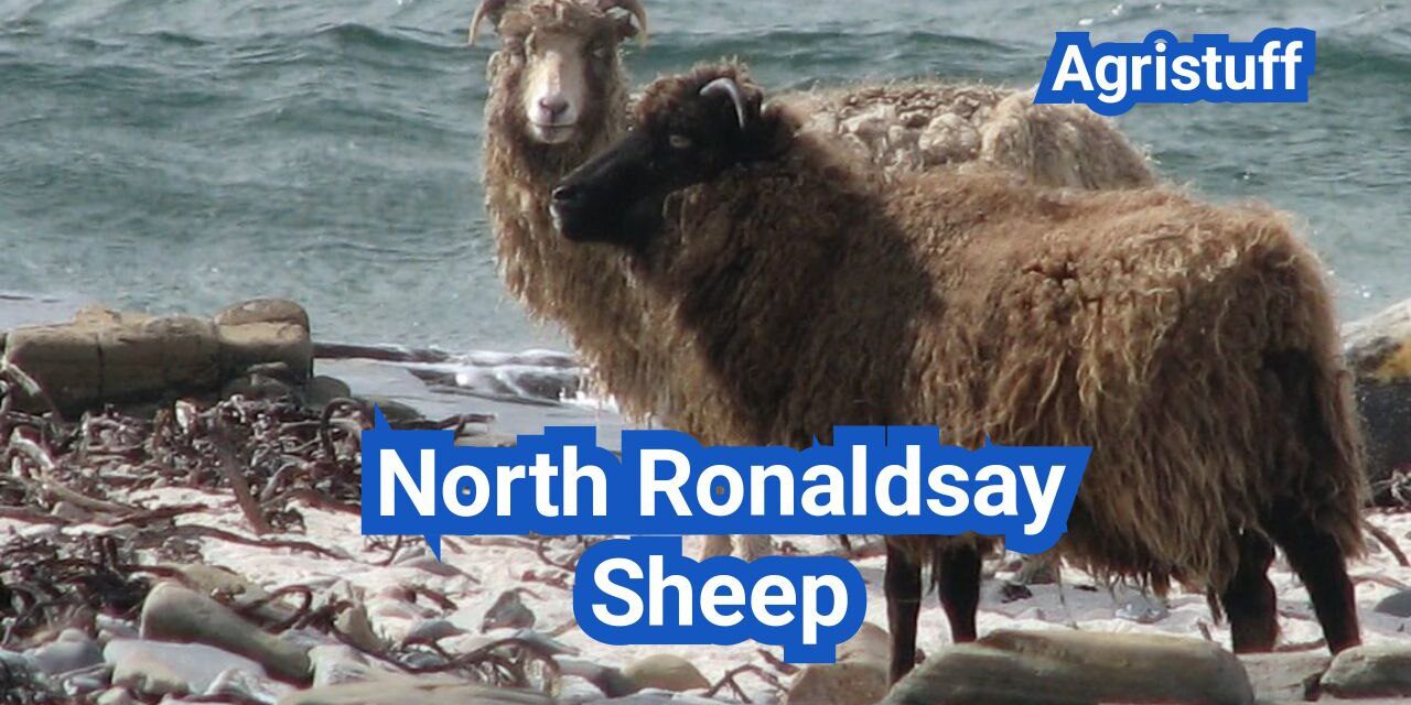 North Ronaldsay Sheep: History, Origin, Characteristics, Breeding And Uses